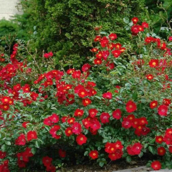Flower Carpet Rose Scarlet - Repeat Flowering (3.5 Litre)