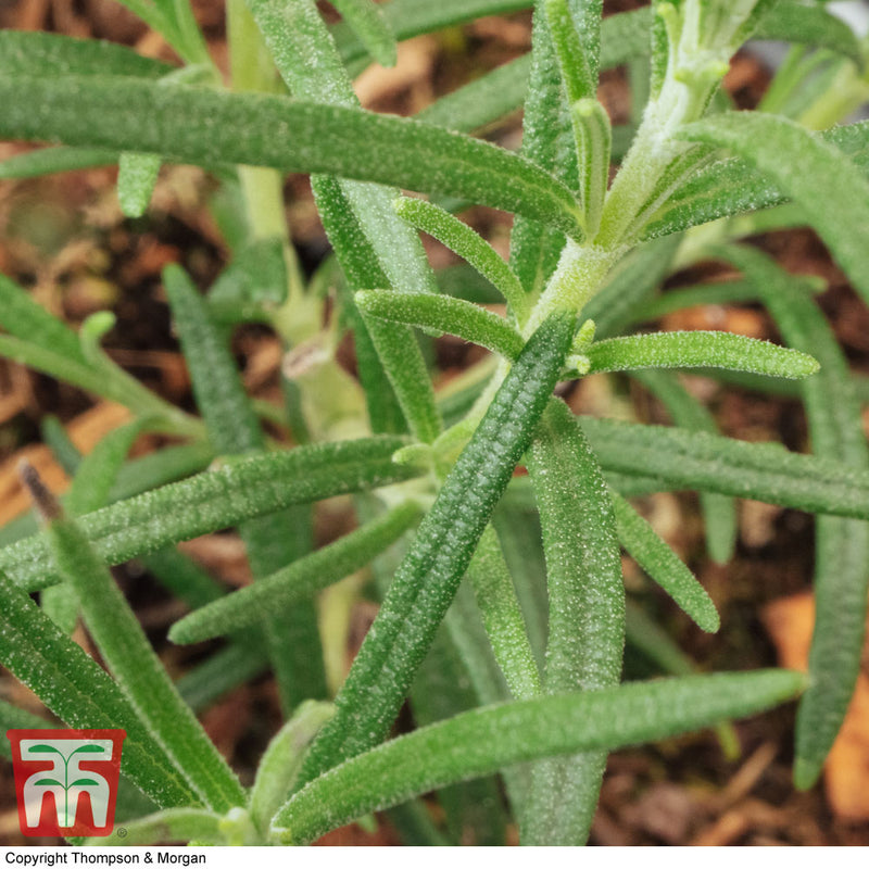 Herb Rosemary Thompson & Morgan Seed