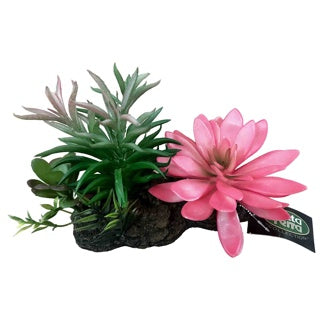 Betta Terra Succulent Garden (Pack of 2)