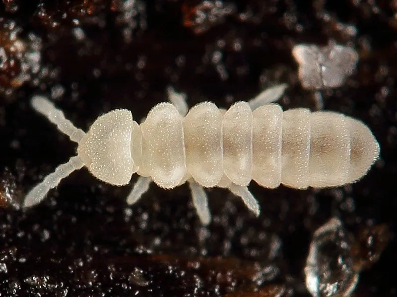 Temperate Springtails