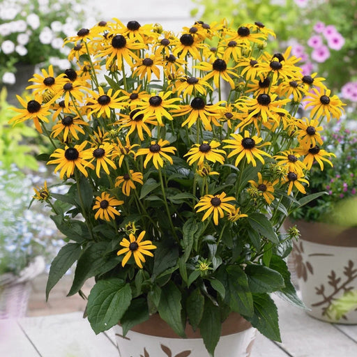 Rudbeckia fulgida 'Little Goldstar' compact plant covered in yellow flowers