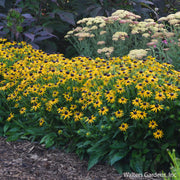 Rudbeckia 'Little Goldstar' flowering in a sunny garden border