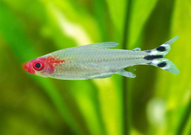 Rummynose Tetra (ML)
