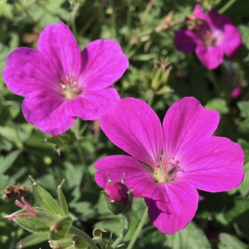 Geranium 'Russell Prichard' 2 Litre