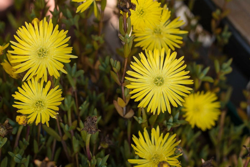 Lampranthus Yellow (9cm)