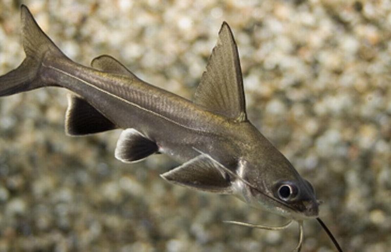 Colombian Shark Catfish | Ariopsis seemanni