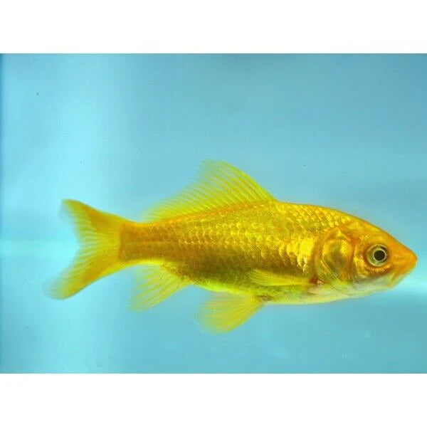 Canary Yellow Goldfish 3-4