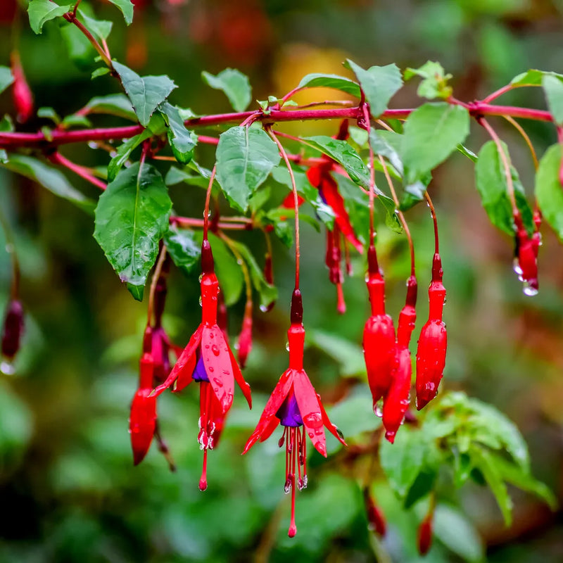 Fuchsia 'Riccartonii' | Red Fuchsia (3 Litre)