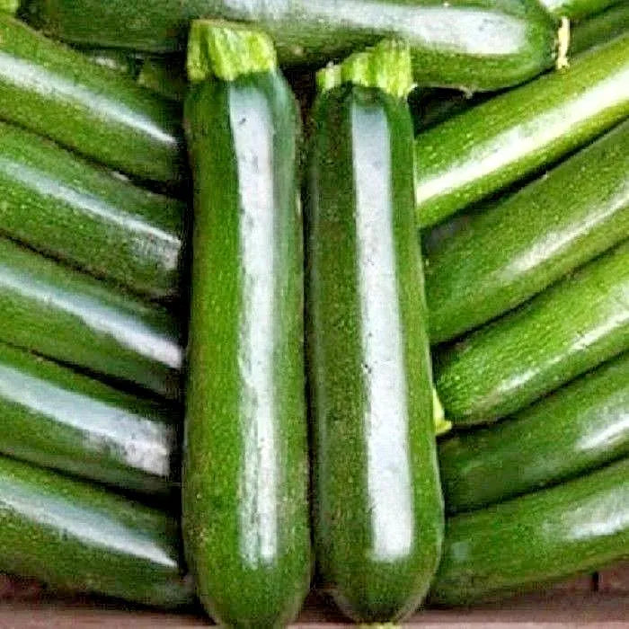 Courgette Zucchini