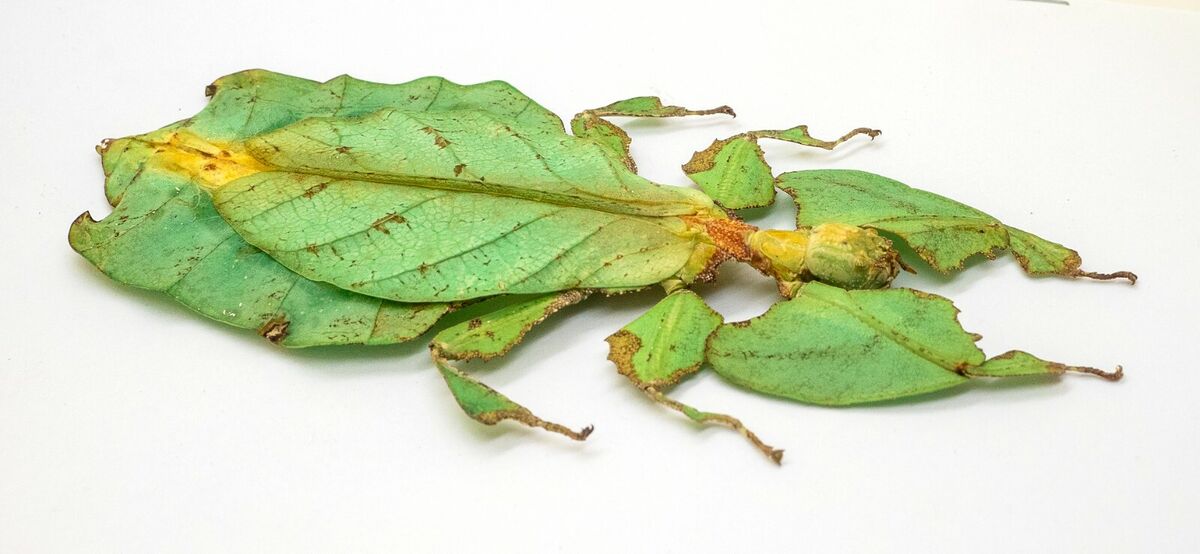 Leaf Insect (Phyllium phillippinicum)