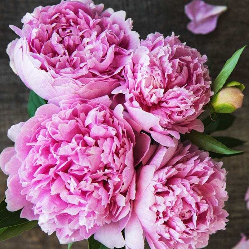 Paeonia 'Sarah Bernhardt' | Peony (4 Litre)