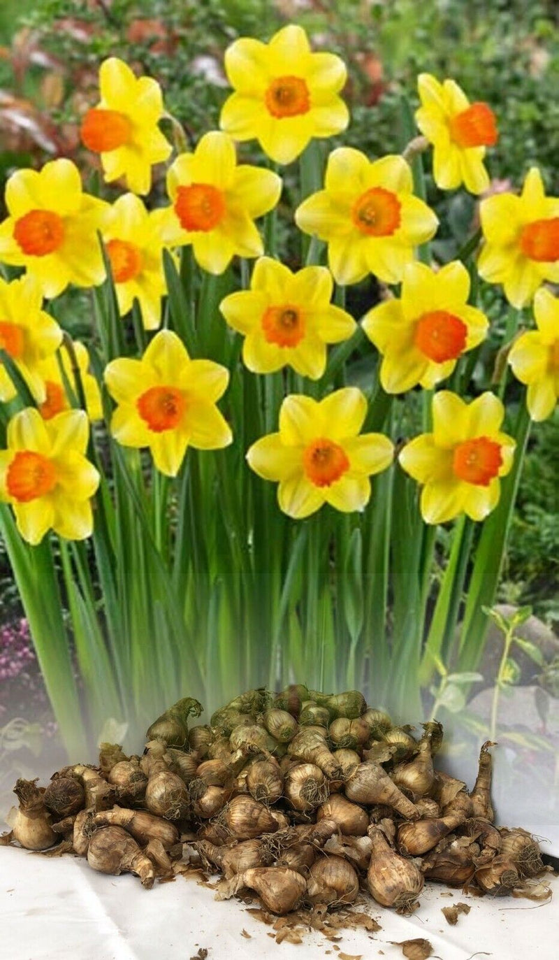 Daffodil Narcissus Sealing Wax (7 Bulbs Per Pack)