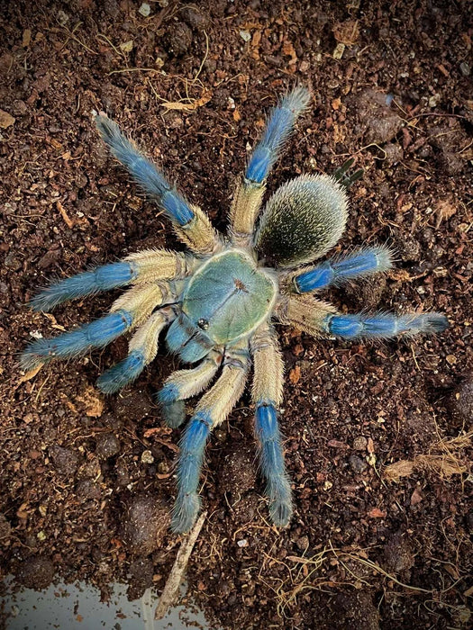 Socotra Island Baboon Tarantula | Monocentropus balfouri (Med)