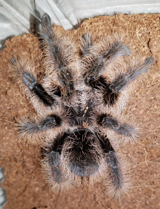 Curly Hair Tarantula | Tliltocatl ( ex. Brachypelma) albopilosus (Med)