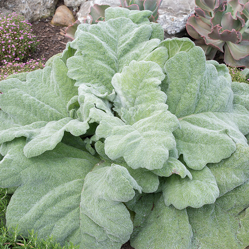 Salvia argentea 'Artemis' showing large woolly silver-grey foliage and white flowers