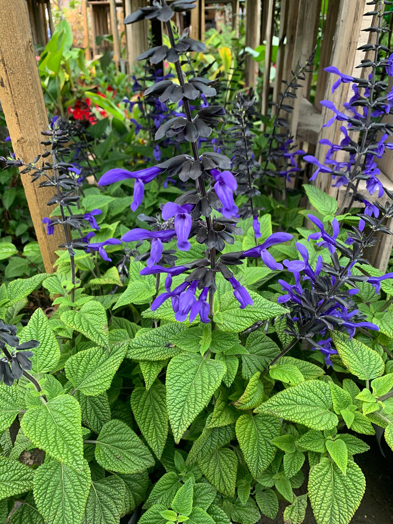 Salvia 'Black & Bloom' with vivid blue flowers and dark calyces
