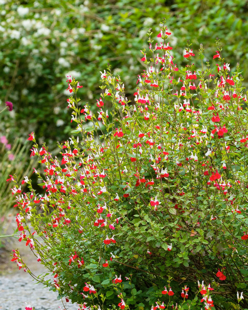 Salvia microphylla 'Hot Lips' (2 Litre)