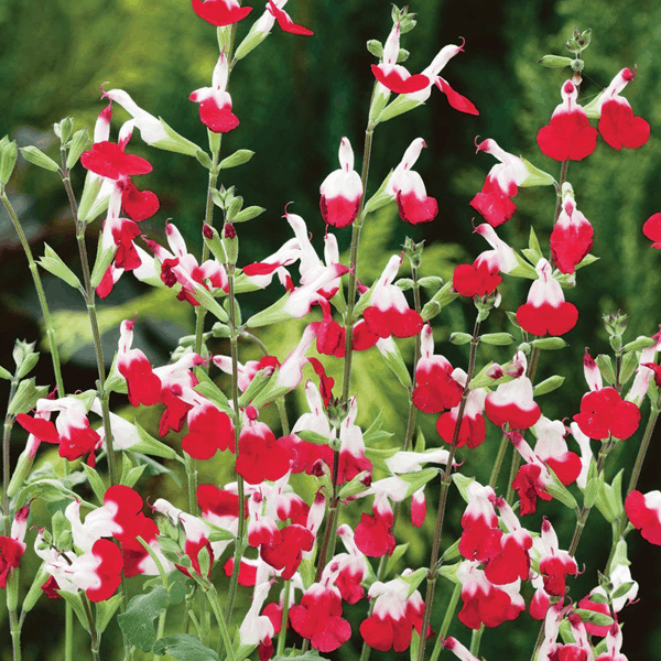 Salvia microphylla 'Hot Lips' (2 Litre)