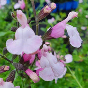 Salvia microphylla 'Delice Fiona' flowering in pink-magenta tones