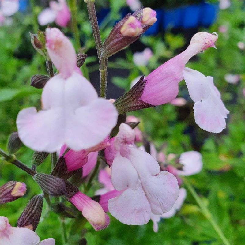 Salvia microphylla 'Delice Fiona' flowering in pink-magenta tones