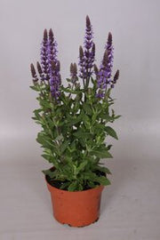 Salvia ‘Sensation Blue’ plant with summer flowers and foliage