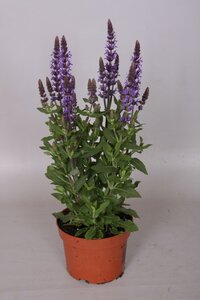 Salvia ‘Sensation Blue’ plant with summer flowers and foliage