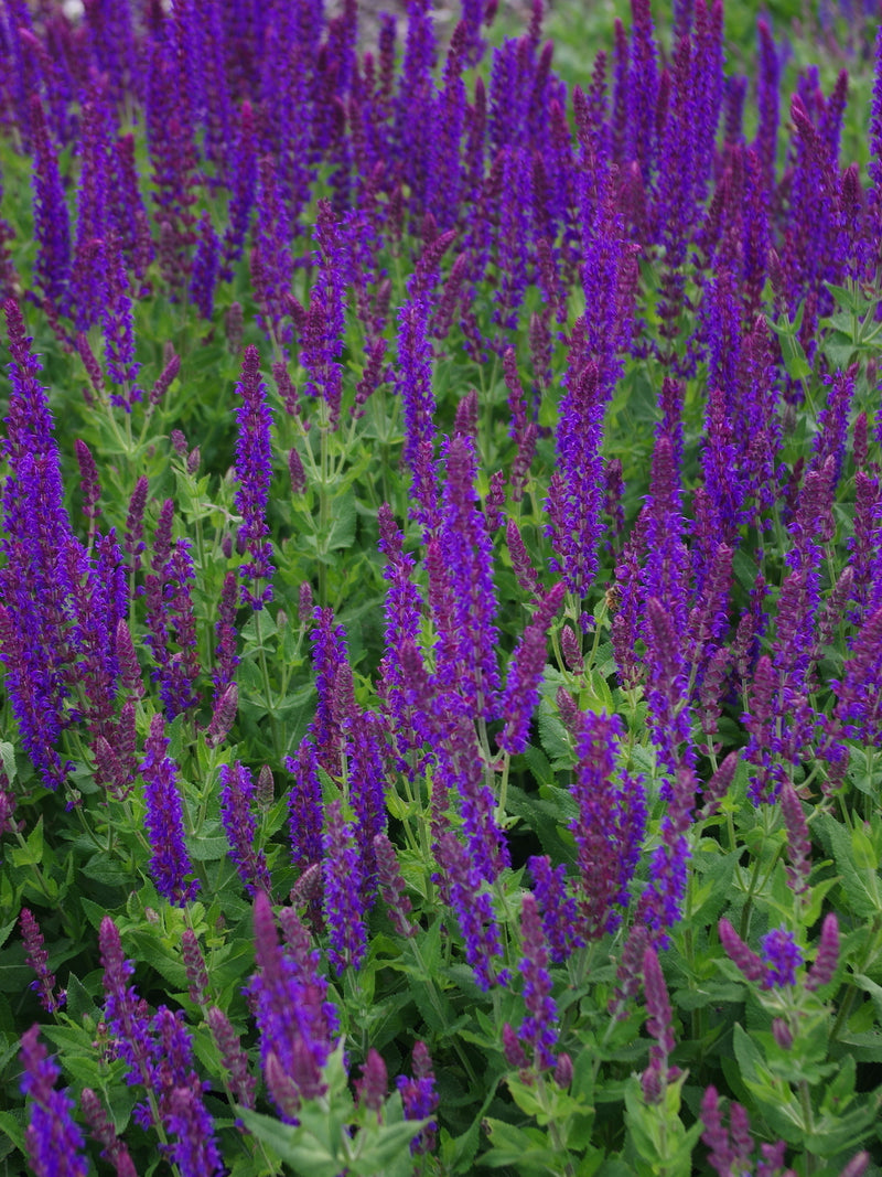 Salvia Nemerosa 'Ostfriesland' - 2Ltr
