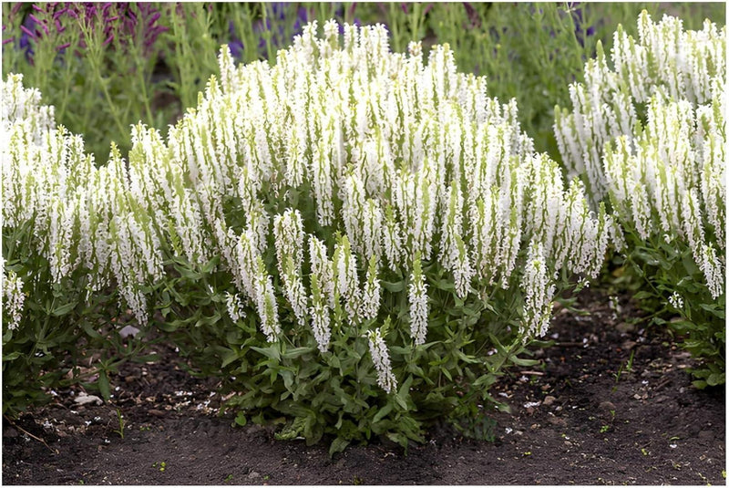Salvia nemorosa 'Sensation White' with dense pure white flower spikes in a garden bed