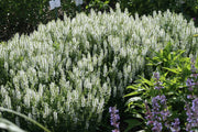 Mass planting of Salvia nemorosa 'Sensation White' in flower