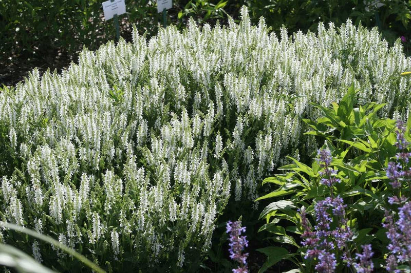 Mass planting of Salvia nemorosa 'Sensation White' in flower