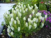 Salvia nemorosa 'Sensation White' flowering in a mixed perennial border