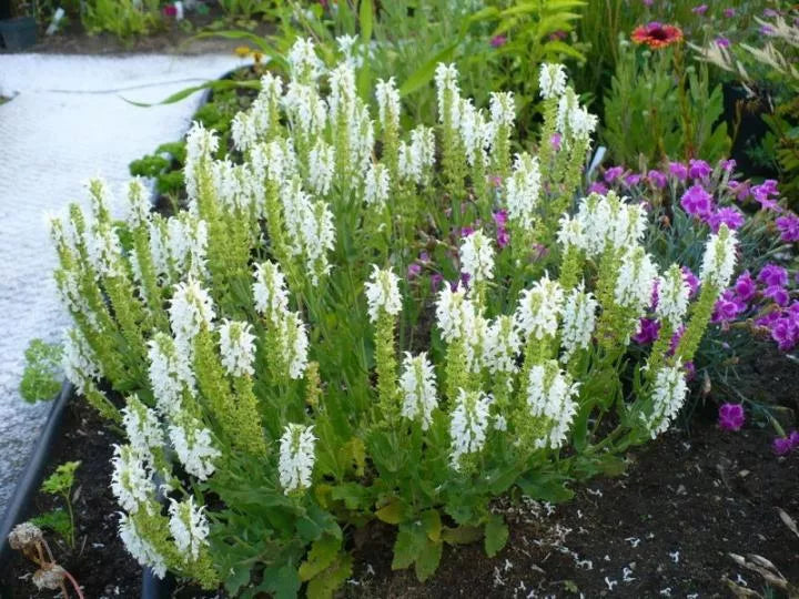 Salvia nemorosa 'Sensation White' flowering in a mixed perennial border
