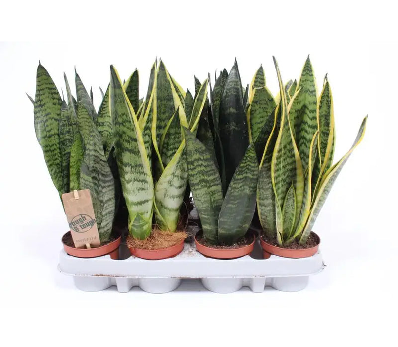 Sansevieria trifasciata mix (P17)