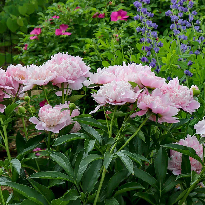 Paeonia 'Sarah Bernhardt' | Peony (4 Litre)