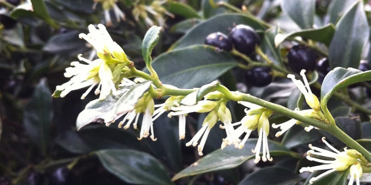 Sweet Box | Sarcococca confusa