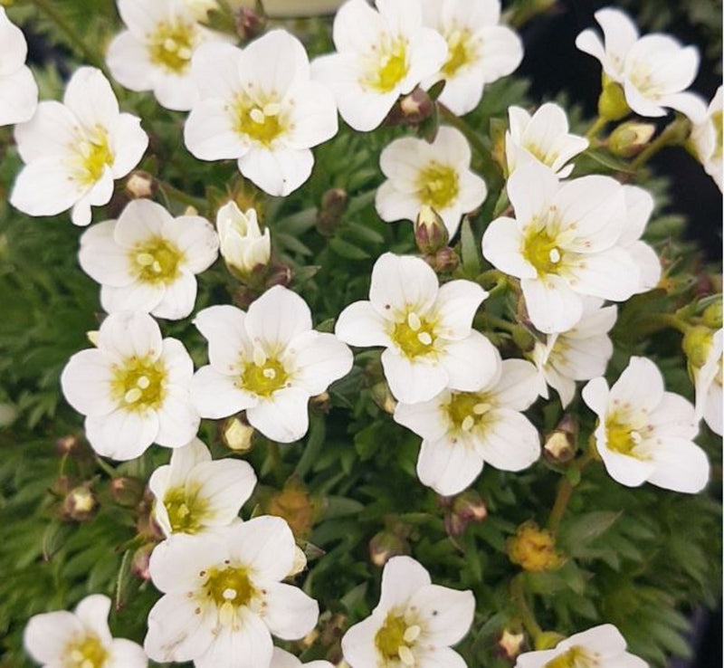 Saxifraga Lofty Bush