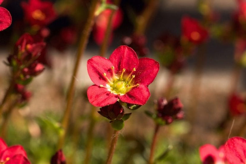 Saxifraga Alpino 'Red'