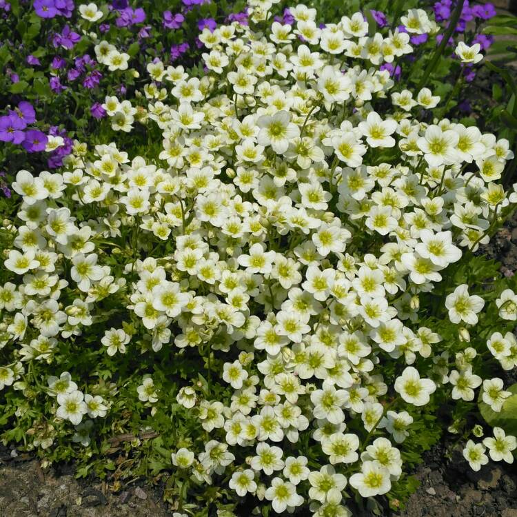 Saxifraga Alpino 'Lime' 9cm