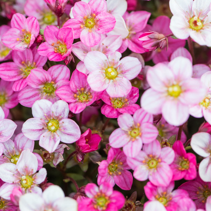 Saxifraga Alpino Pink Picotee Alpine in 9cm Pot