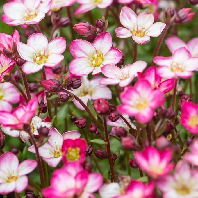 Saxifraga Alpino Pink Picotee Alpine in 9cm Pot