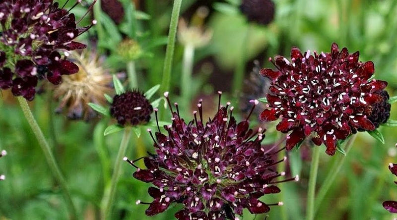Scabiosa 'Summer Nights' (2 Litre)
