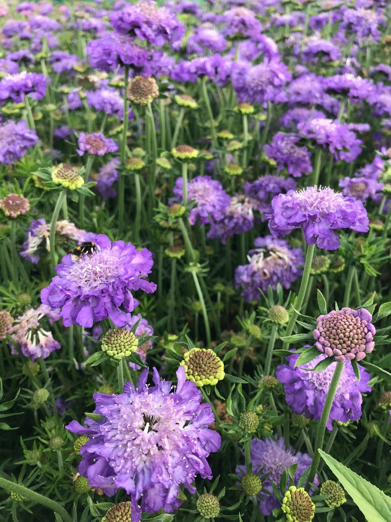 Scabiosa 'Mariposa Blue'