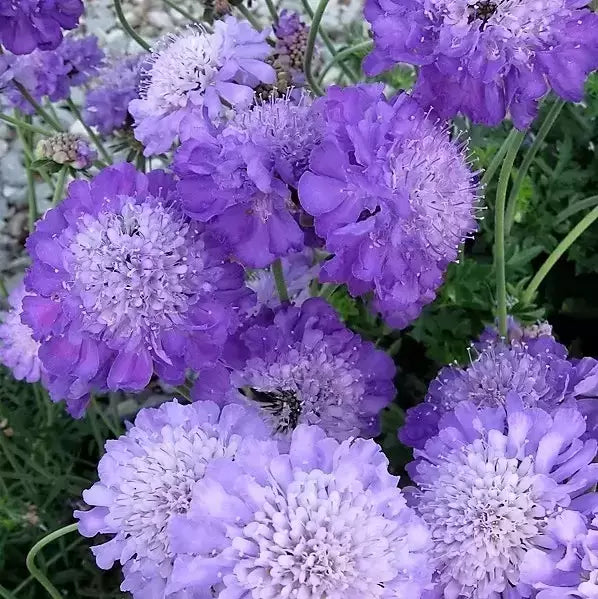 Scabiosa 'Mariposa Blue'