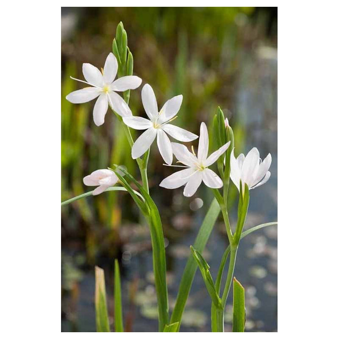 Schizostylis coccinea 'Alba' | White Kaffir Lily 2 Litre