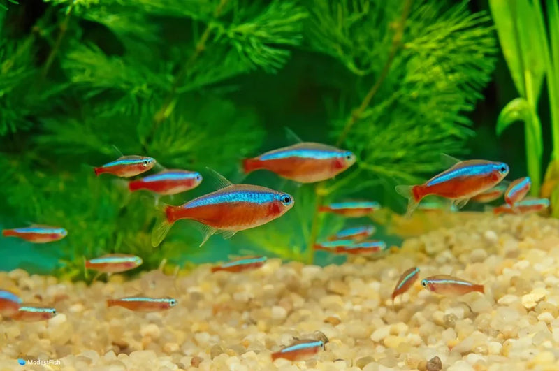 Cardinal Tetra L