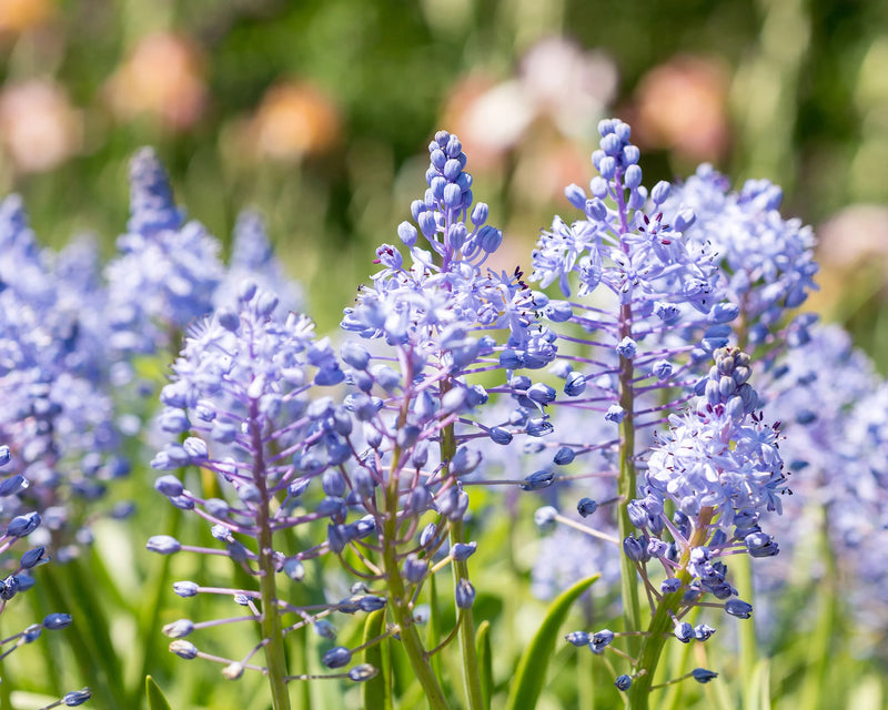 Scilla Litardierei 'Royal Amethyst' (12 Pack)