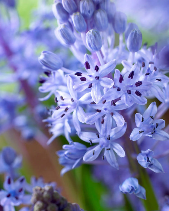 Scilla Litardierei 'Royal Amethyst' (12 Pack)
