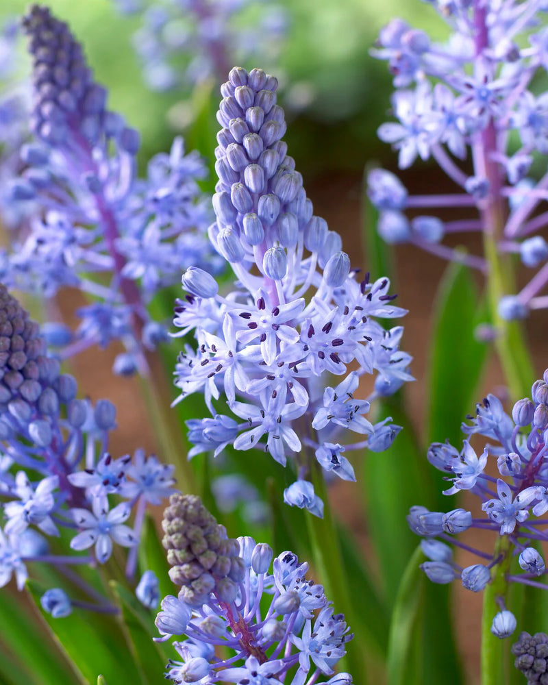 Scilla Litardierei 'Royal Amethyst' (12 Pack)