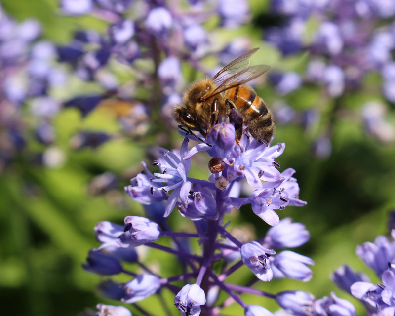 Scilla Litardierei 'Royal Amethyst' (12 Pack)