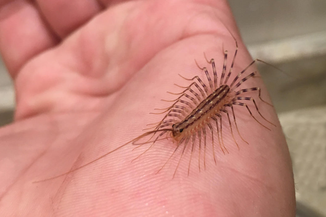 House Centipede | Scutigera coleoptrata